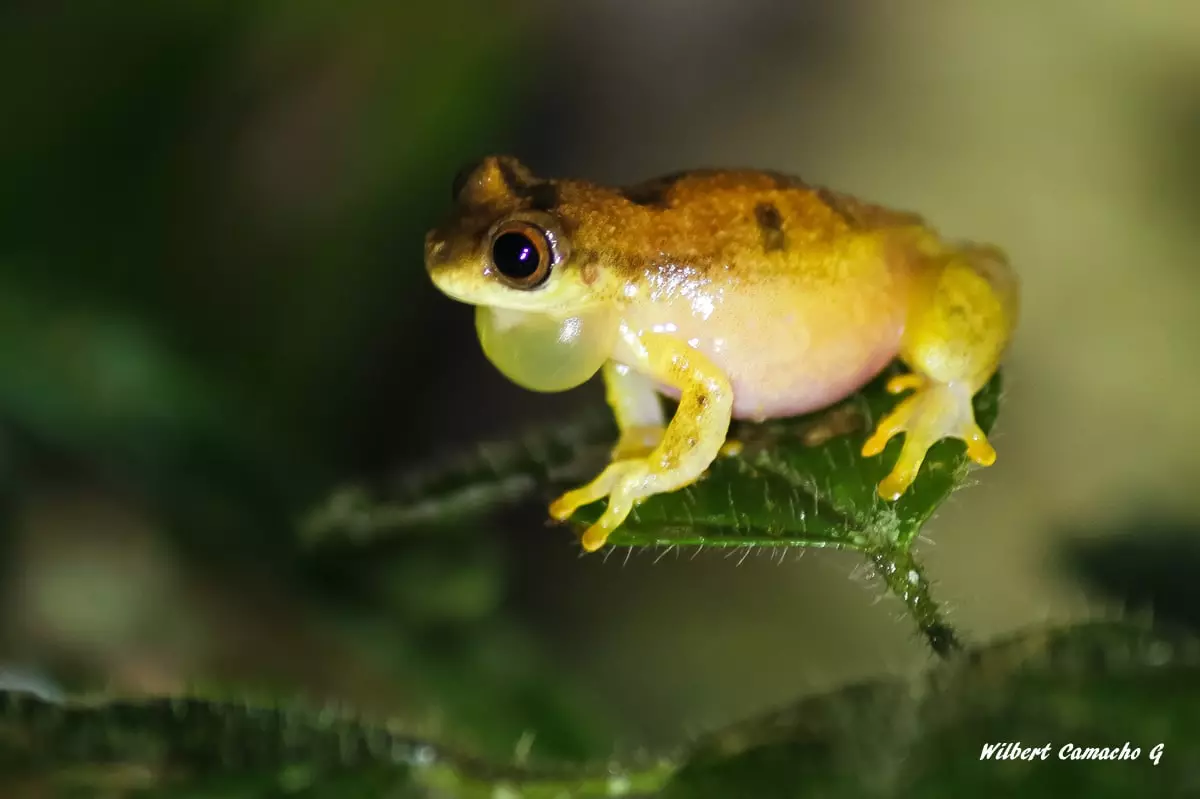 Dendropsophus minutus