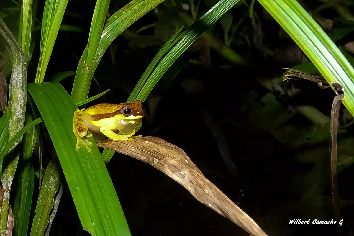 Dendropsophus rhodopeplus