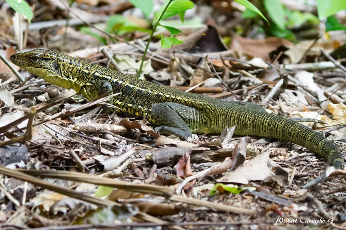 Gold tegu