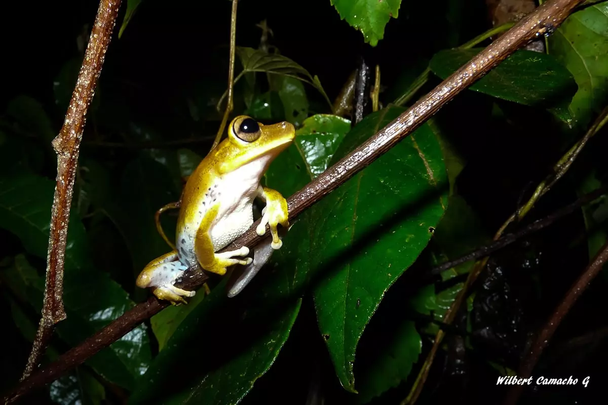 Hypsiboas fasciatus