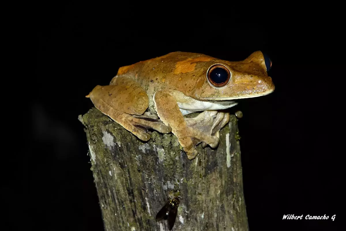 Hypsiboas geographicus