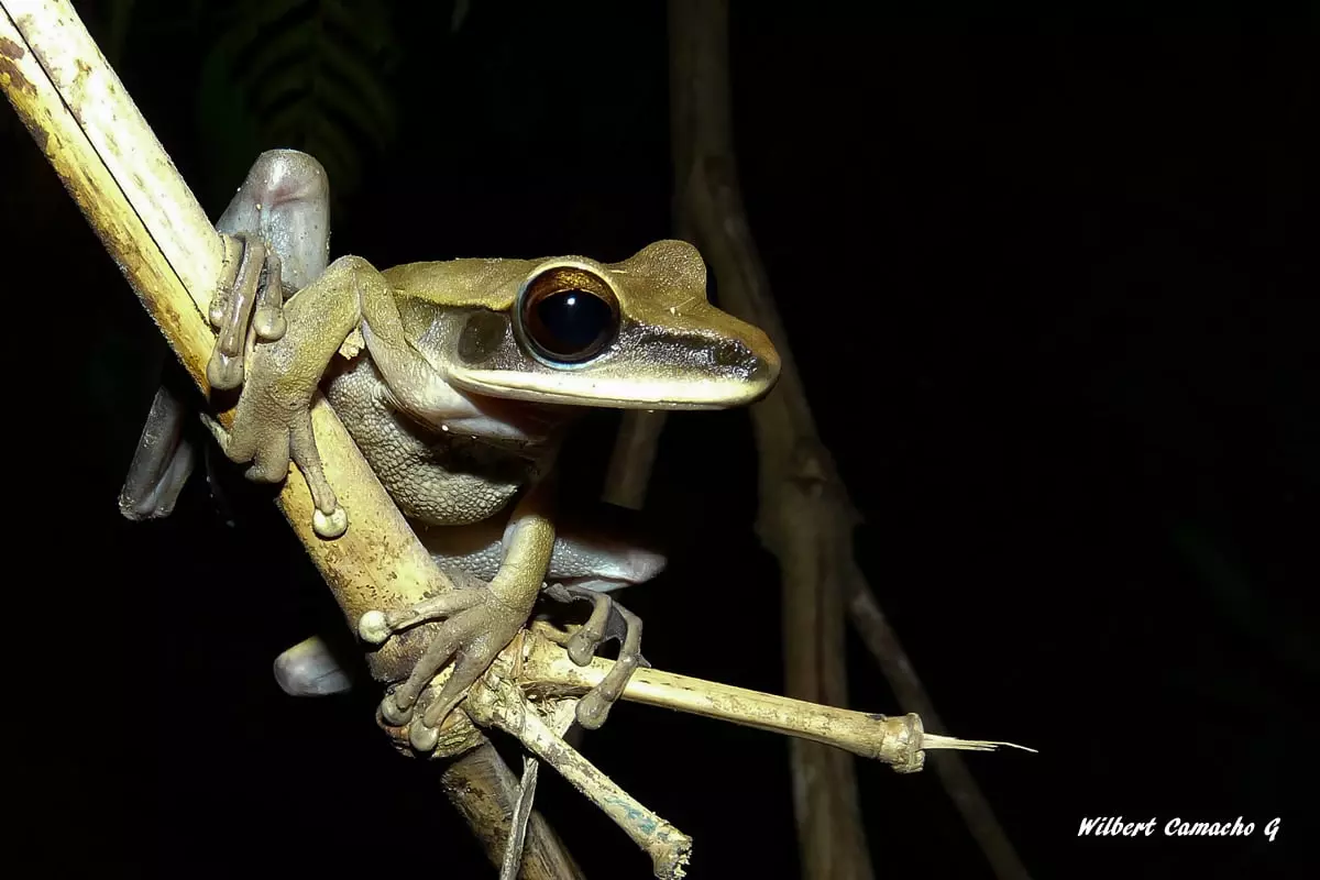 Hypsiboas lanciformis