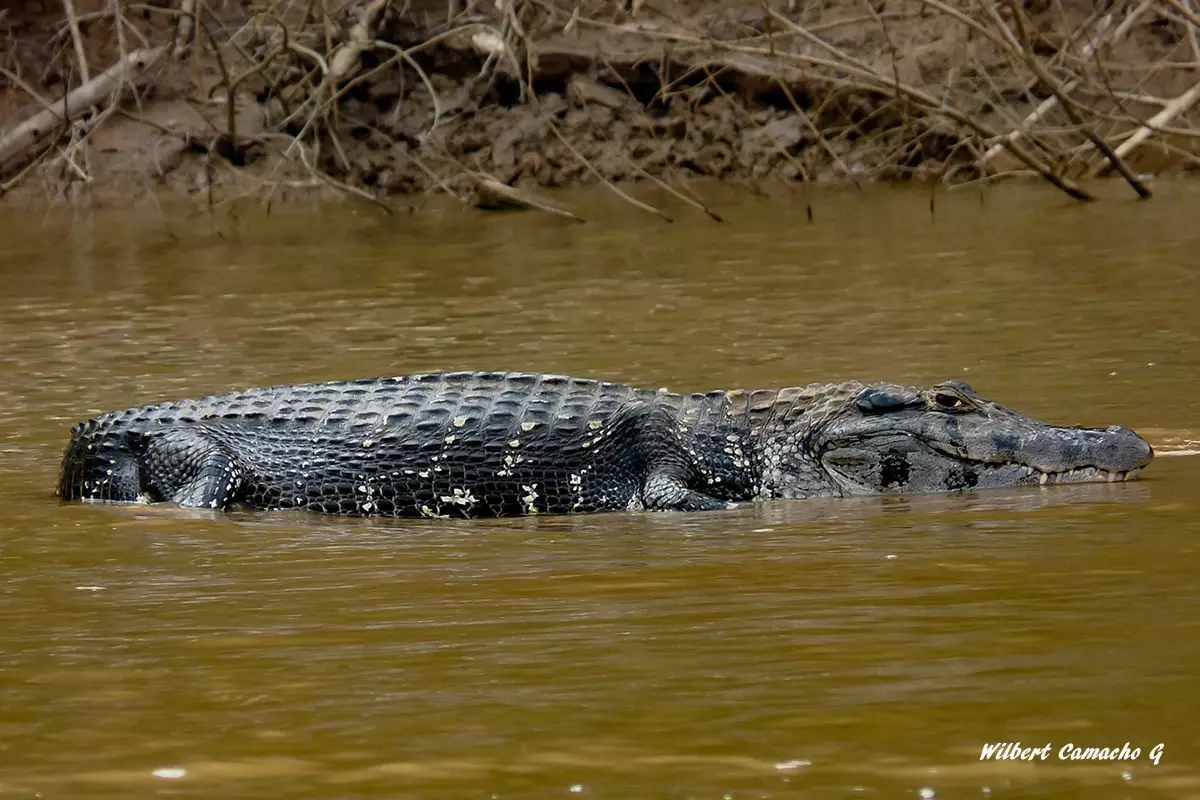 Melanosuchus niger