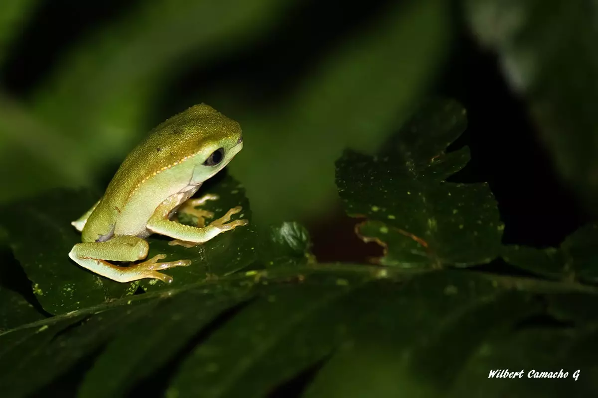 Phyllomedusa vaillantii