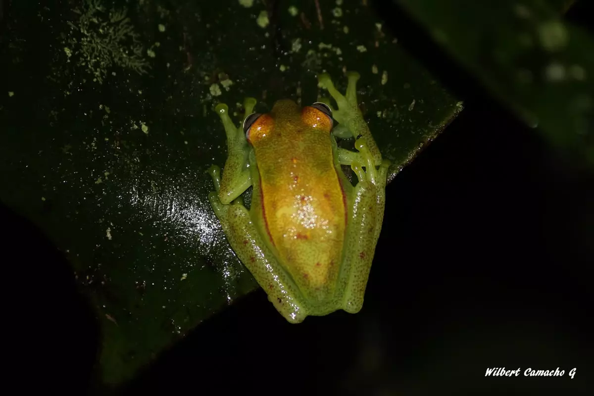 Polka dot tree frog