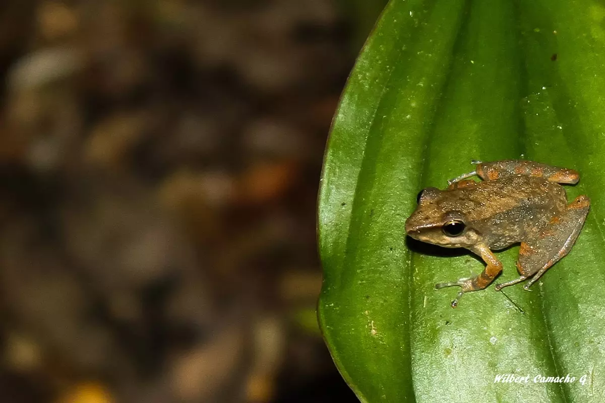 Pristimantis fenestratus