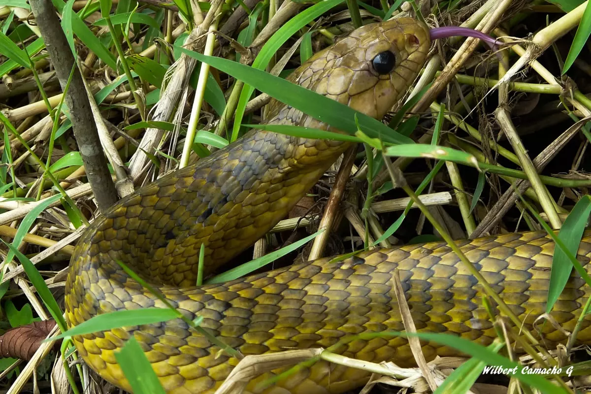 Pseustes sulphureus