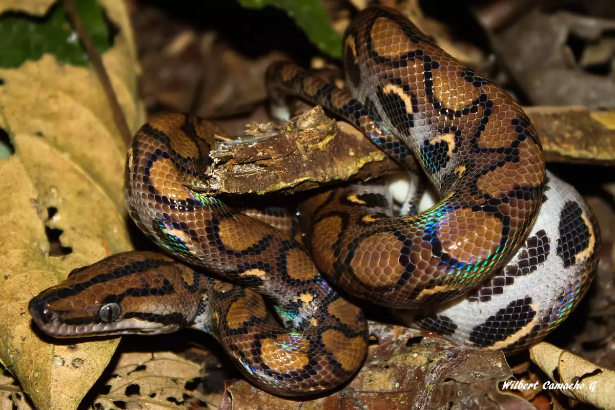 Rainbow boa