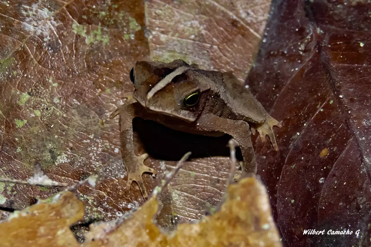 Rhinella margaritifera