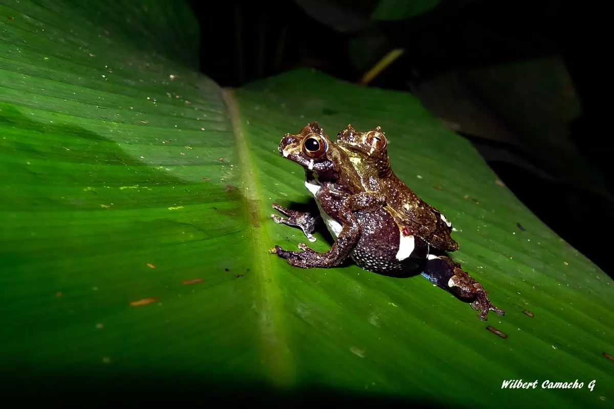 Sarayacu Treefrog