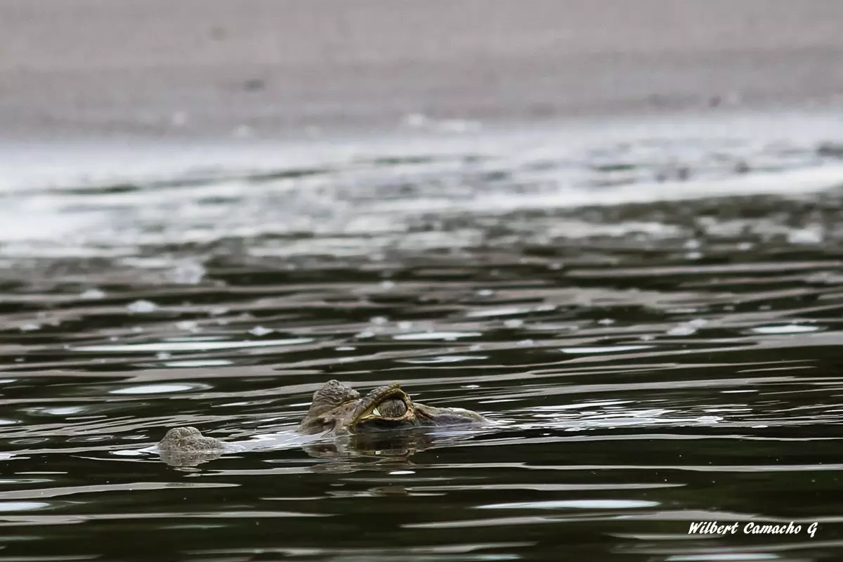 Spectacled caiman