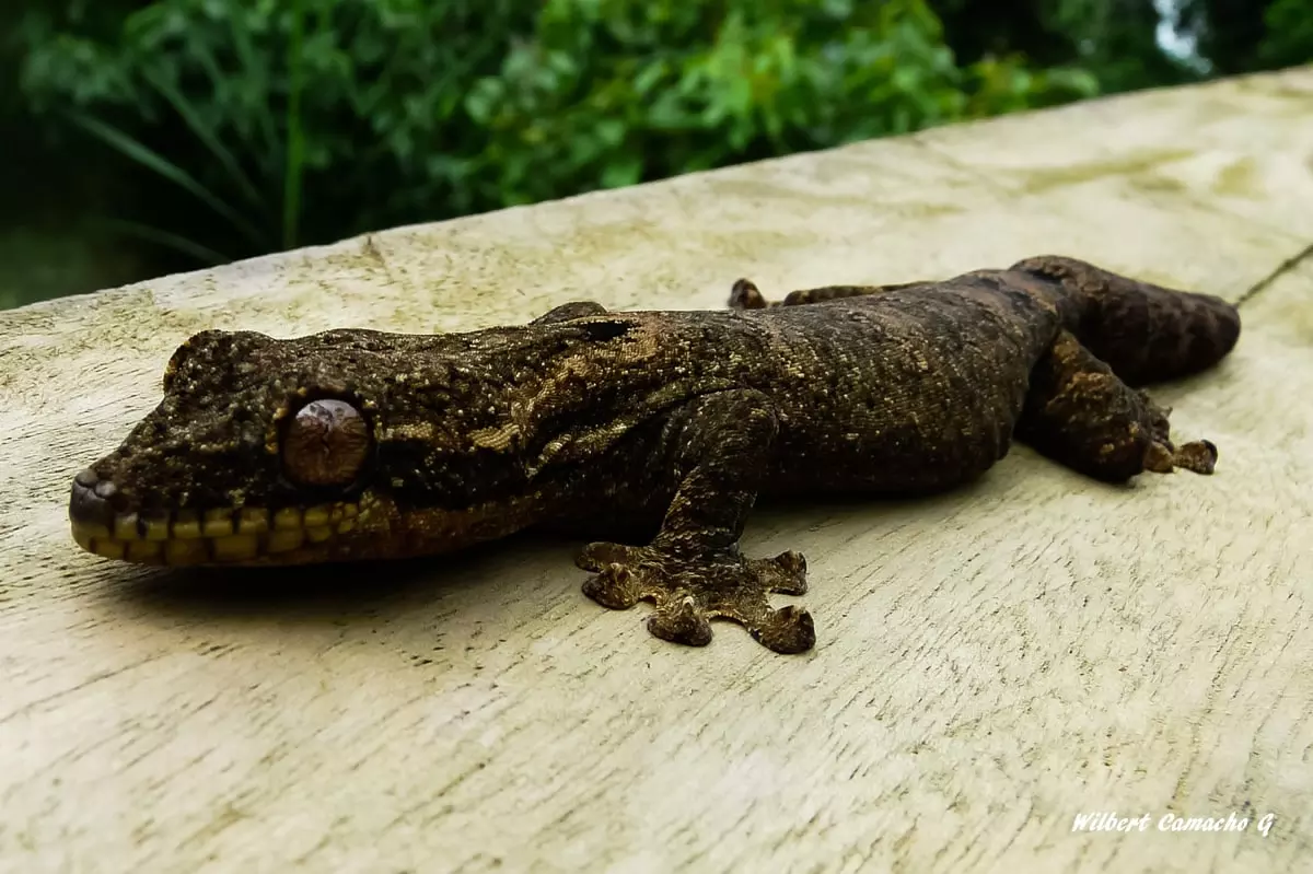 Thecadactylus solimoensis