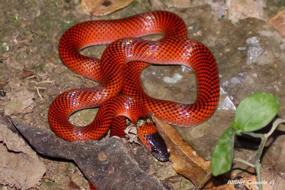 Tschudis False- Coral Snake