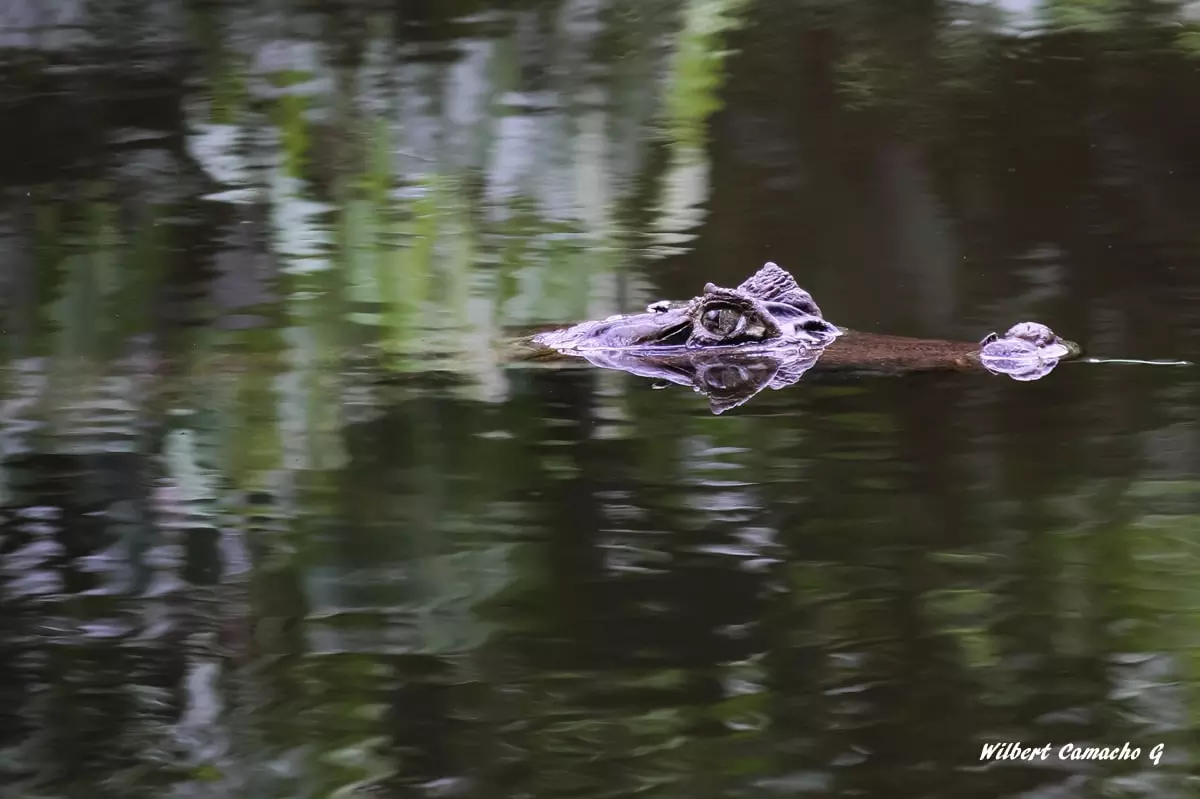 White caiman