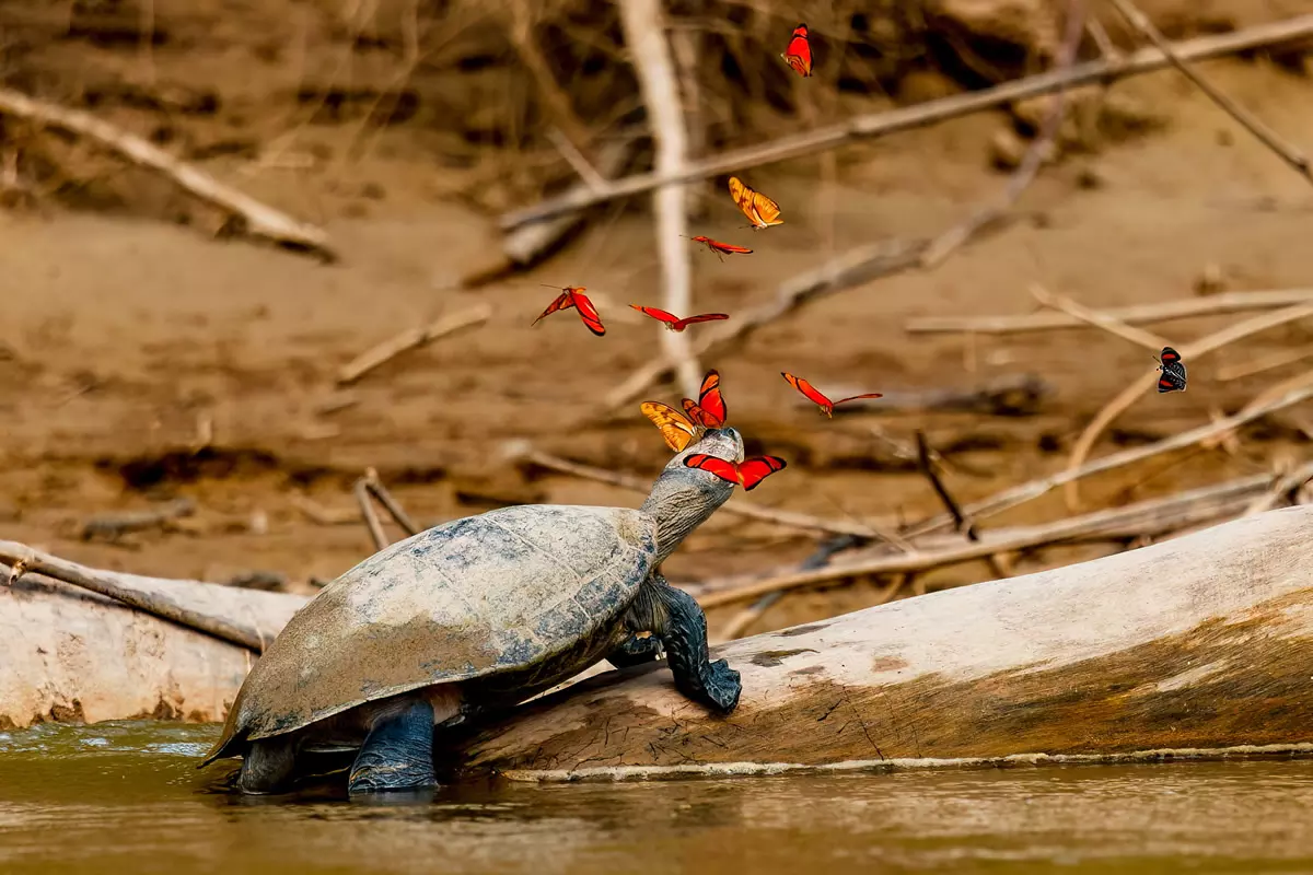 Yellow-spotted river turtle