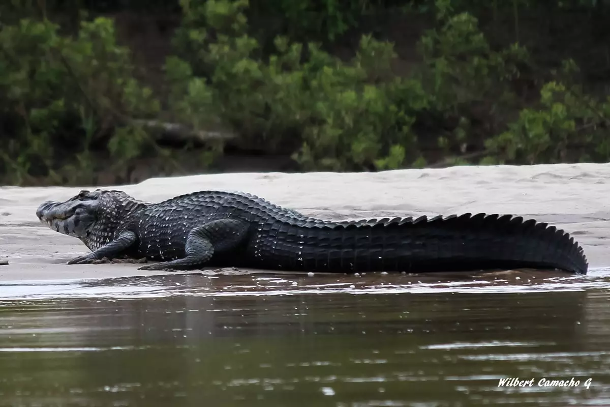 Black caiman