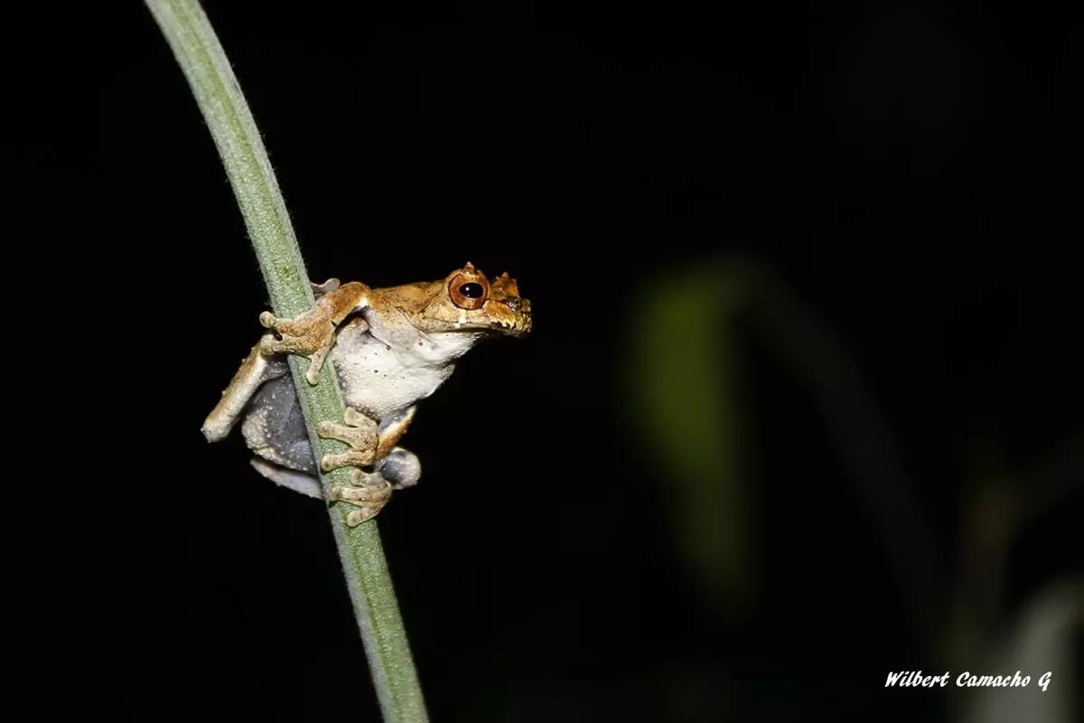 dendropsophus parviceps