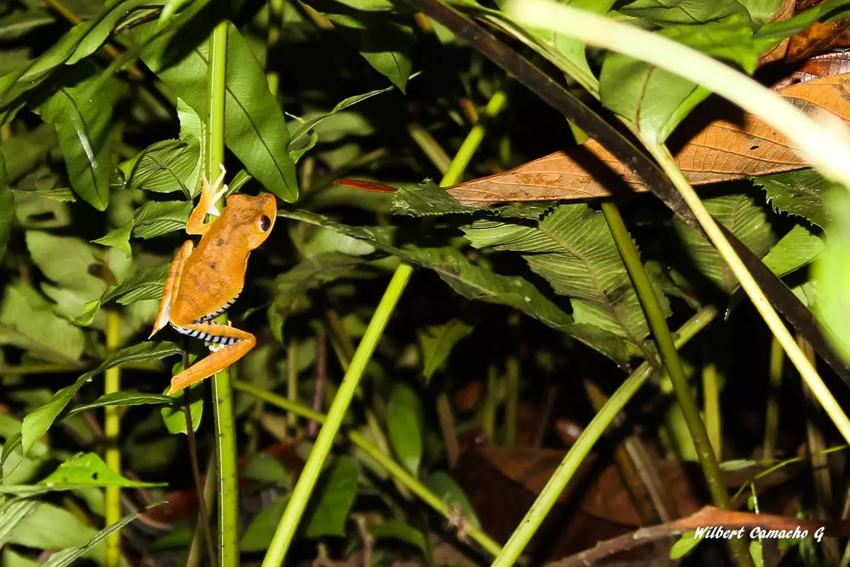 hypsiboas calcaratus