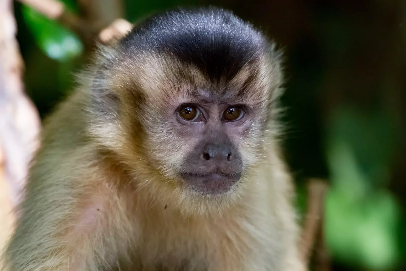 Azarass capuchin