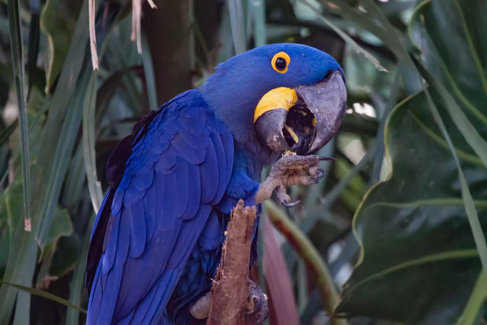 Hyacinth macaw