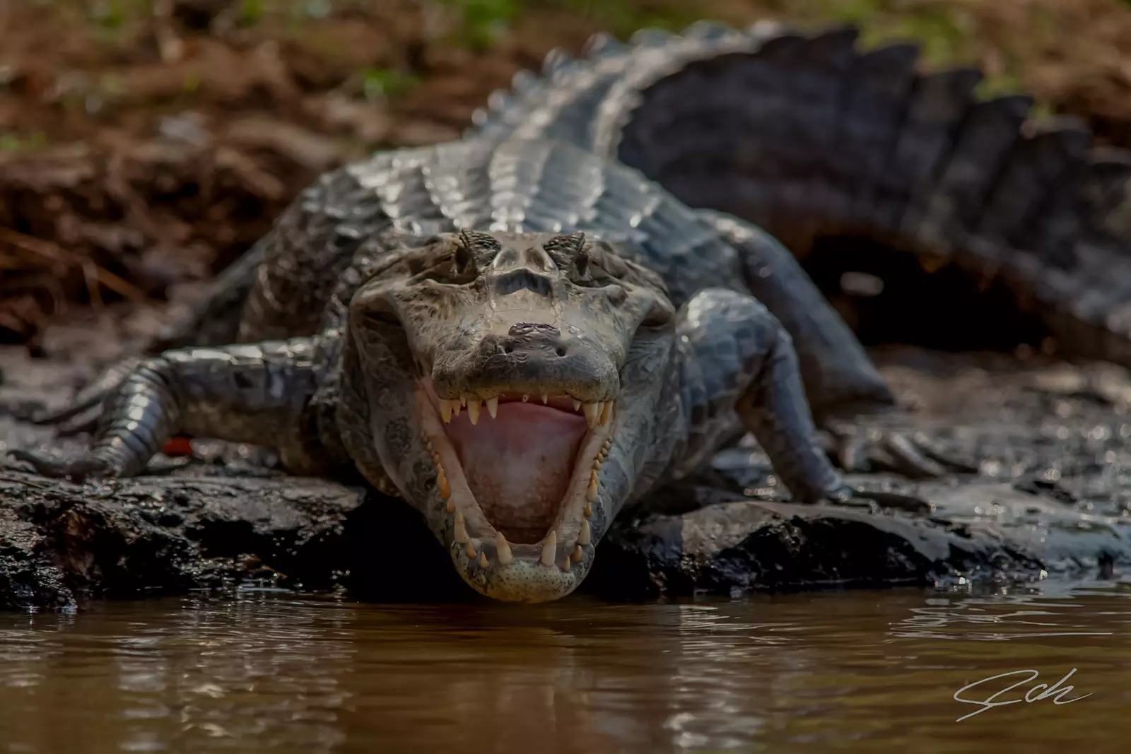 Caiman Yacare