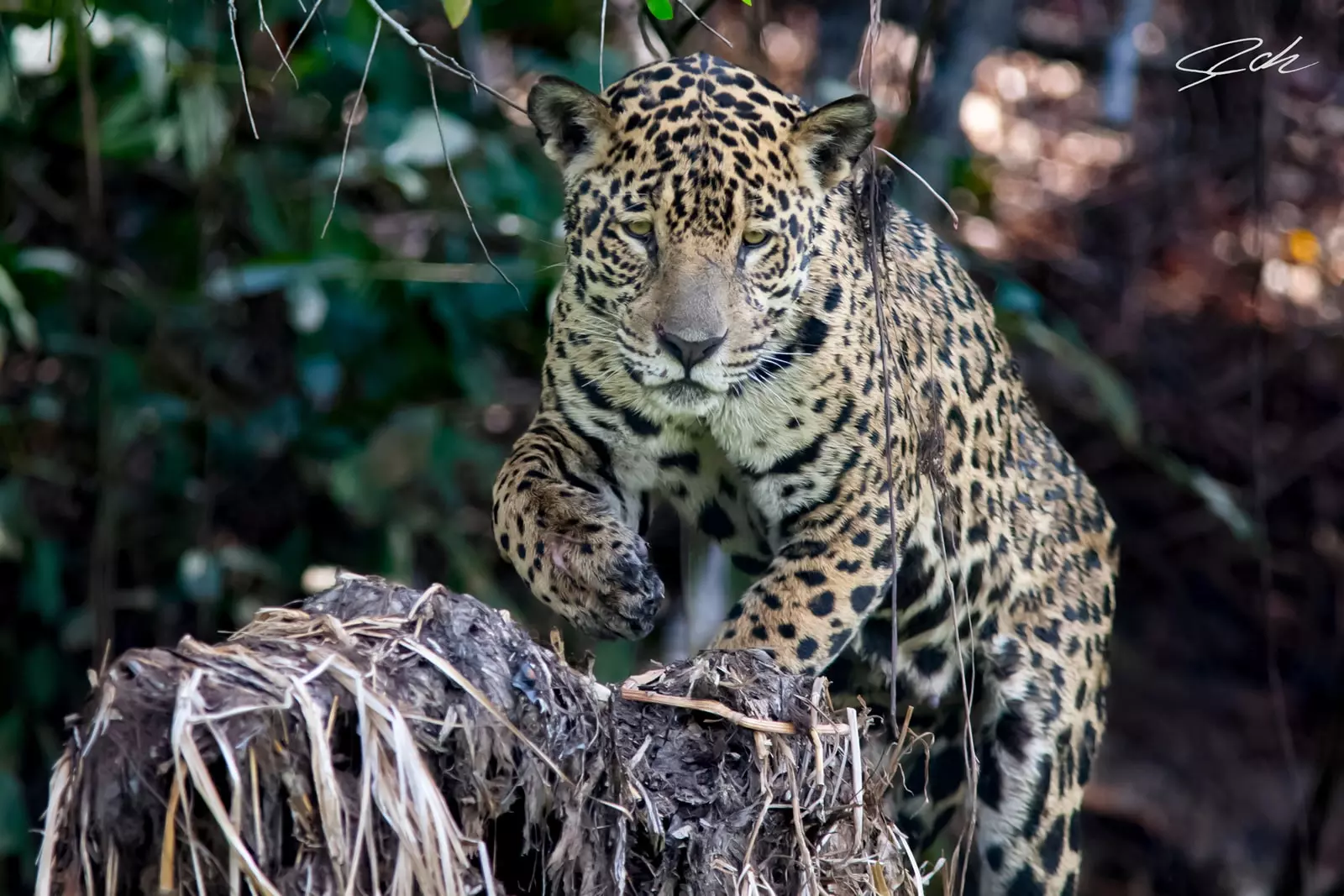 Jaguar