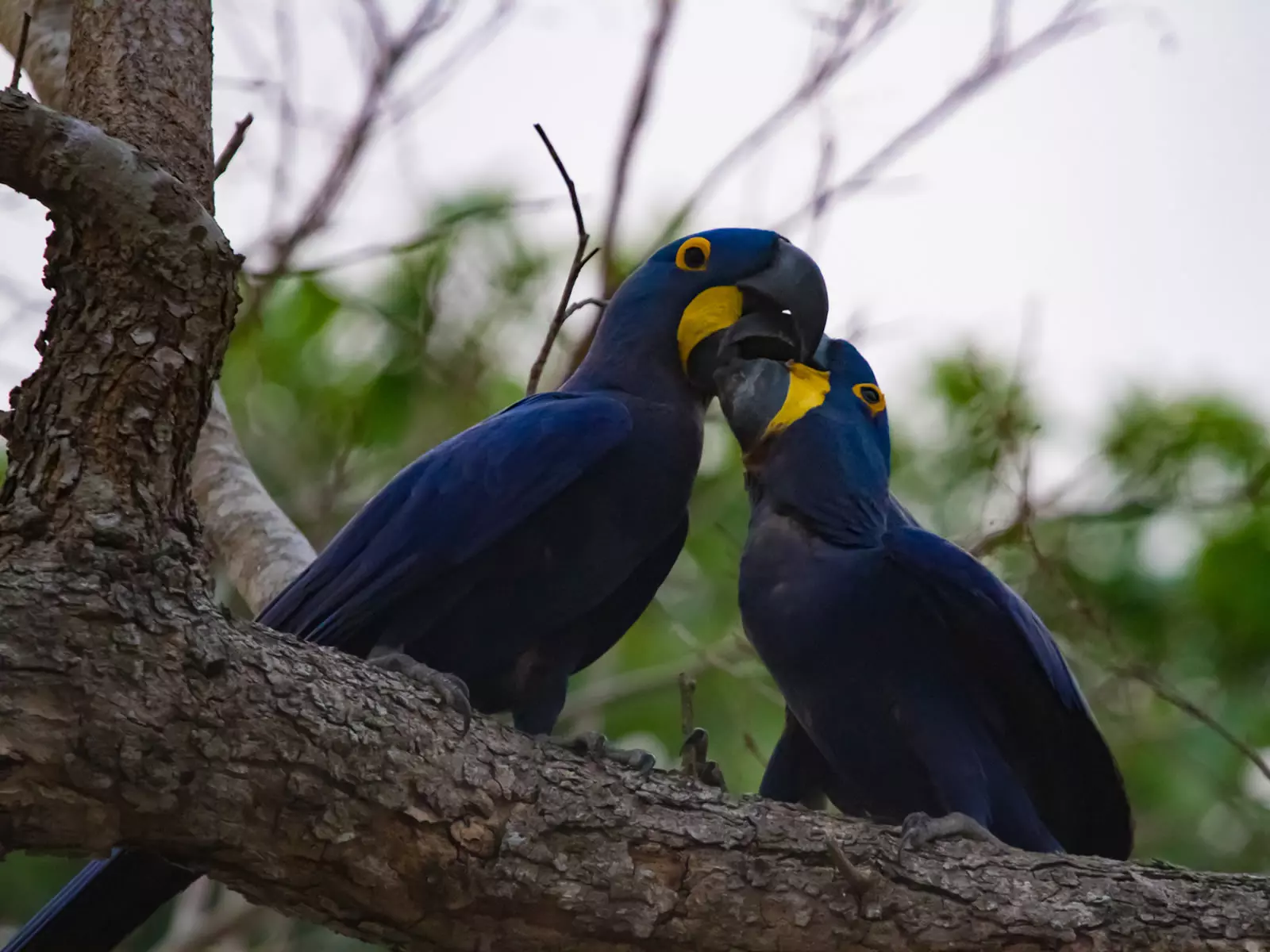 Hyacinth macaw