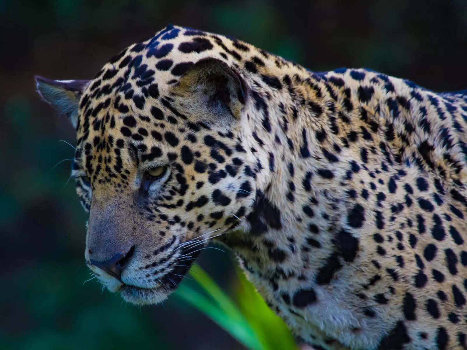 Jaguar