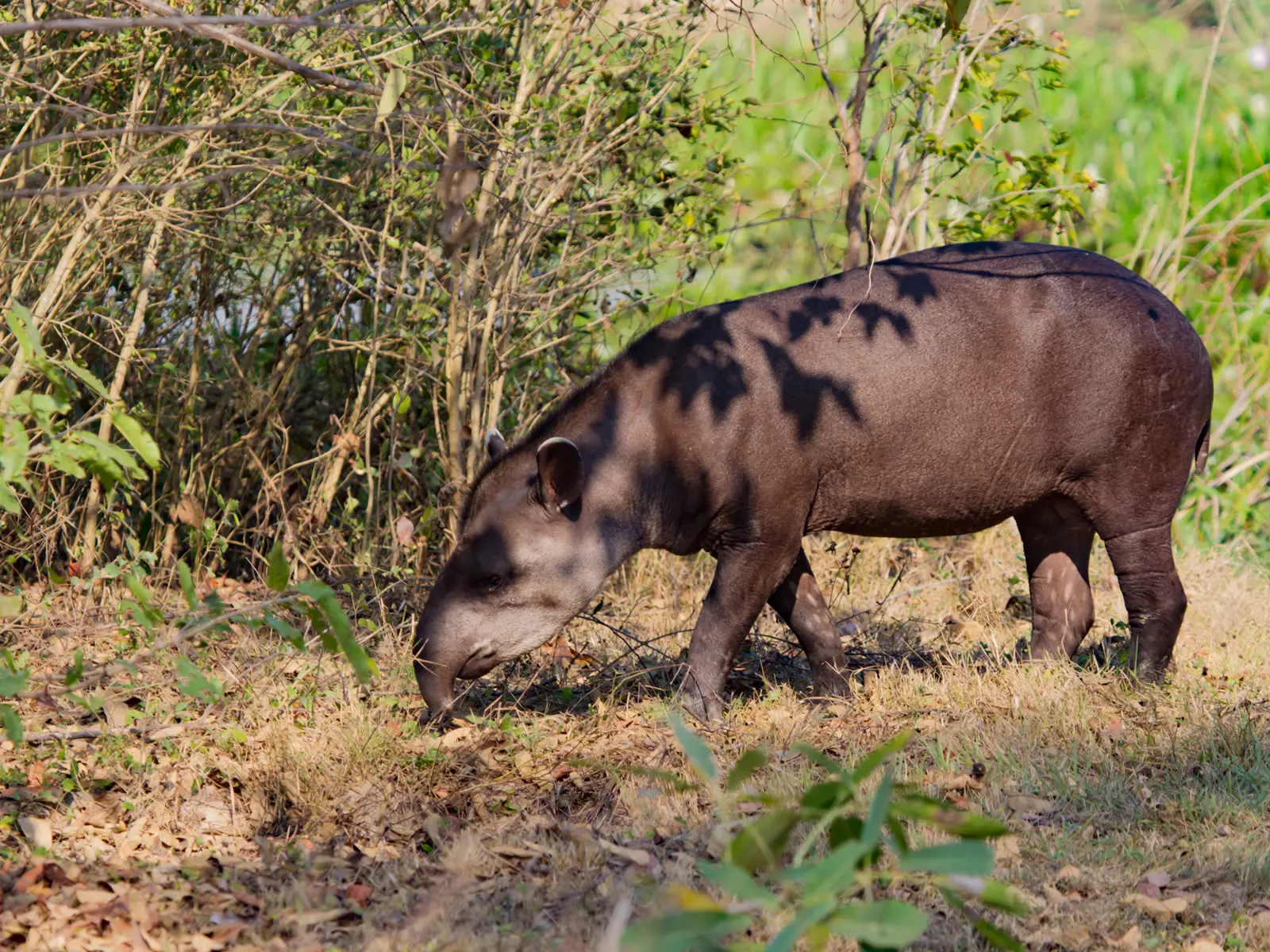 Tapir