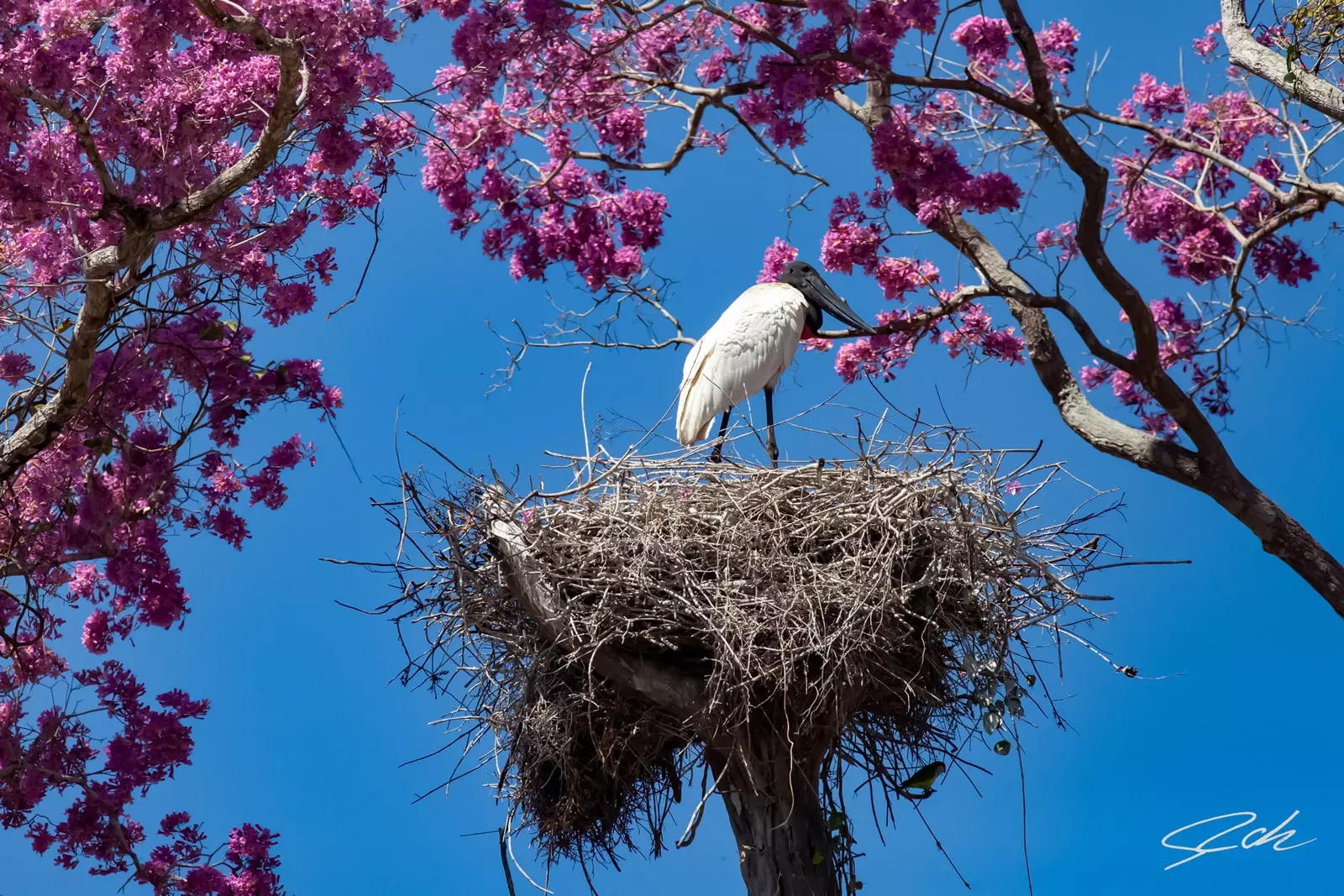 Jabiru