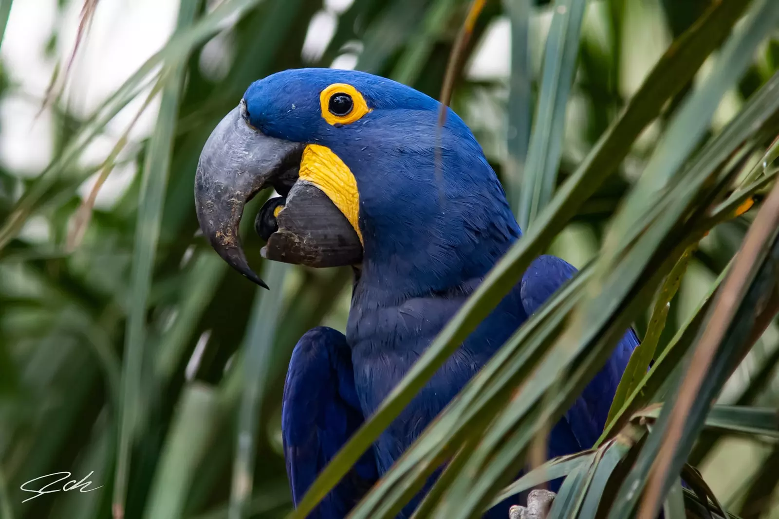 Hyacinth macaw