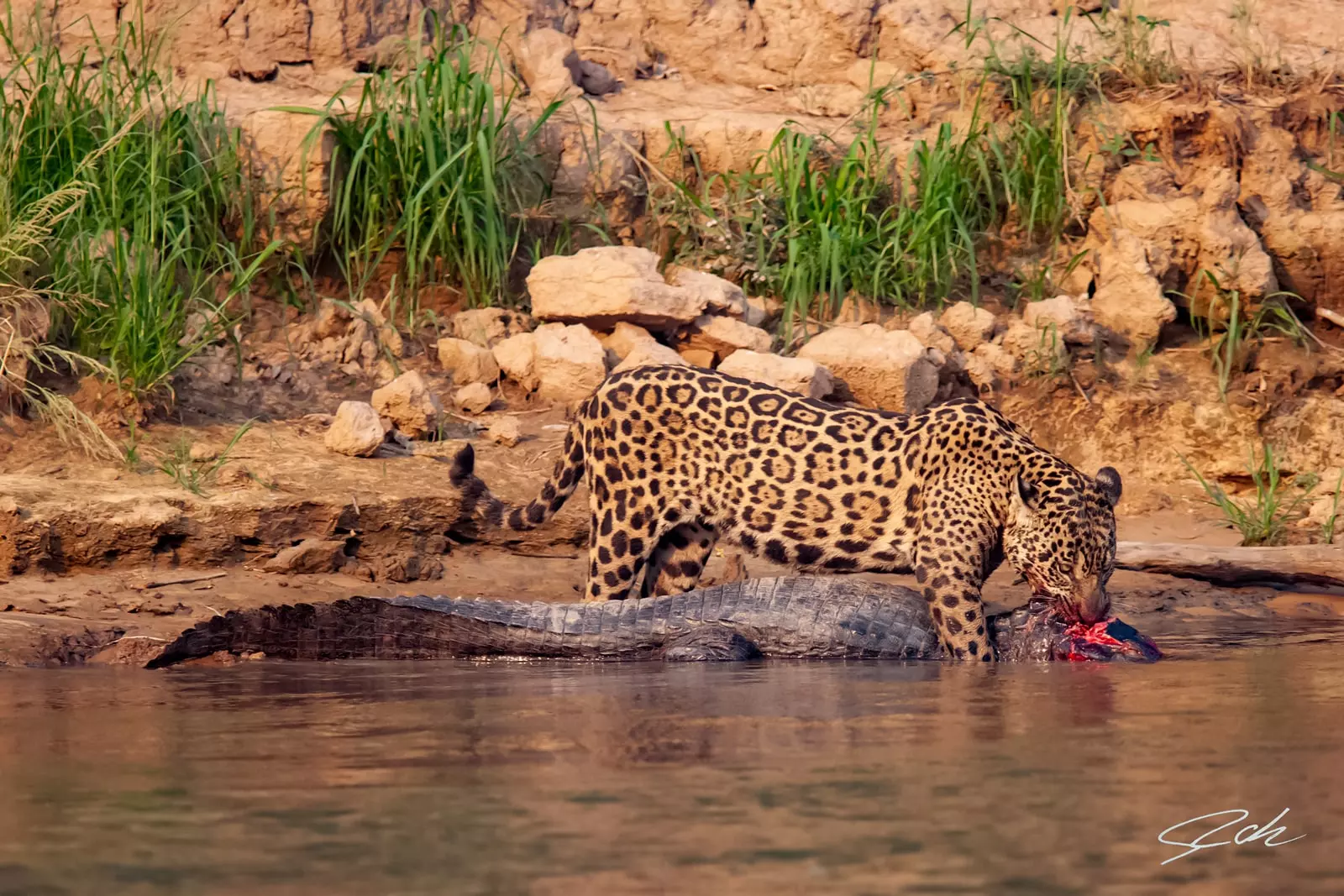 Jaguar Preying in Caiman