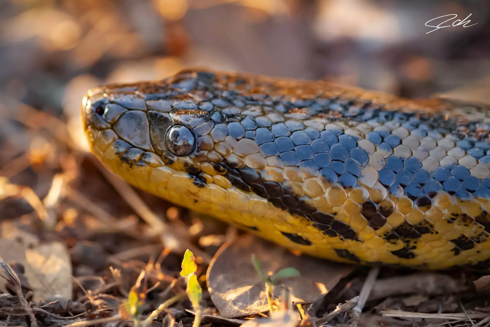 Yellow anaconda