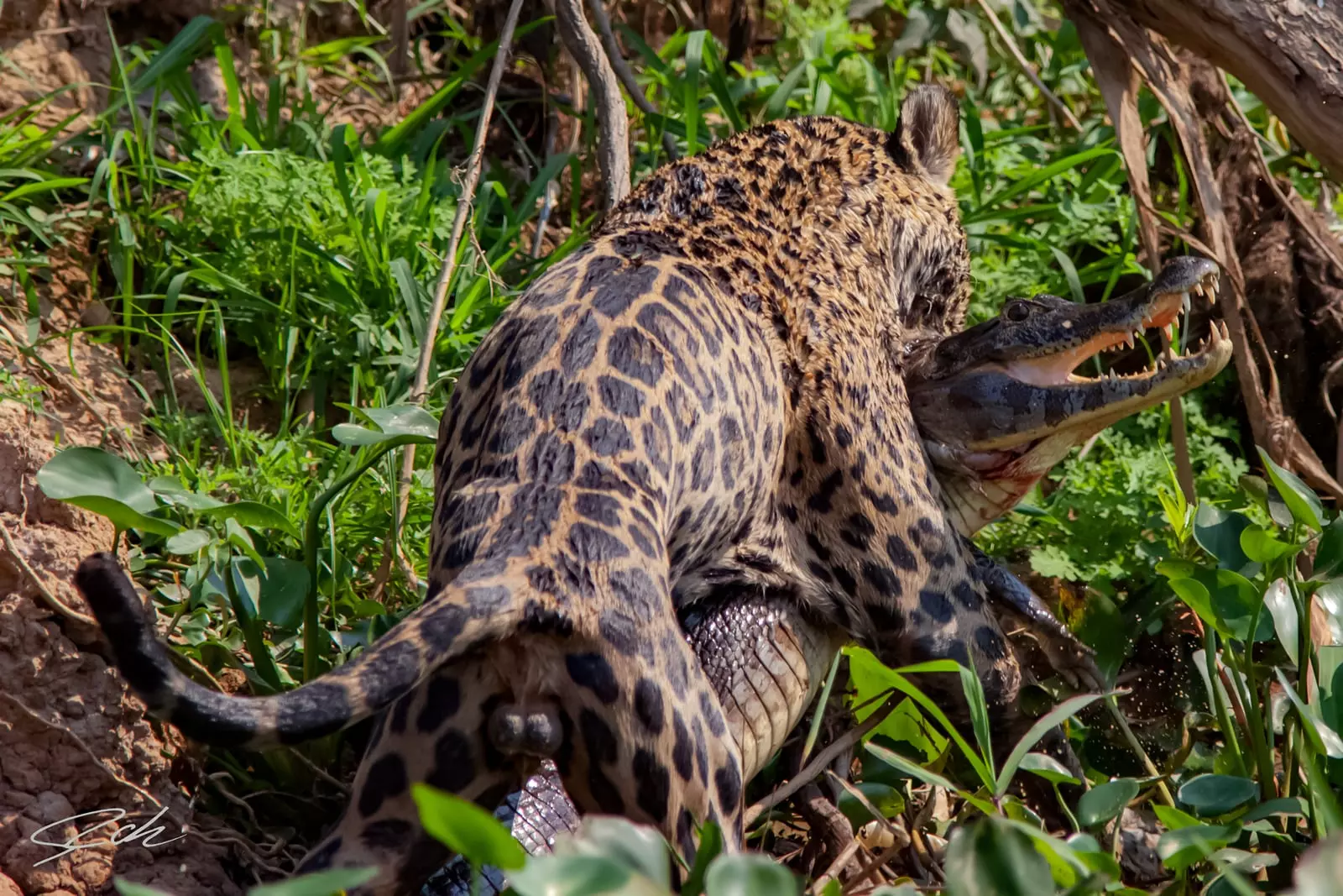 caiman-jaguar