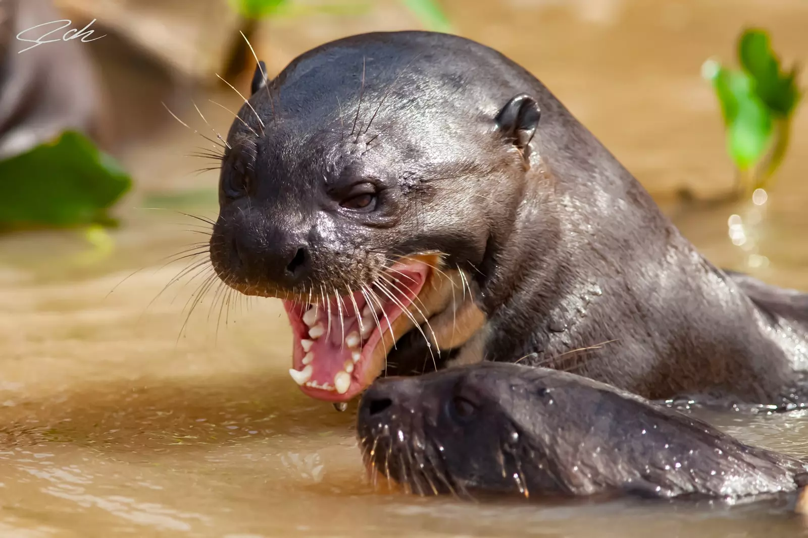 Giant Otter