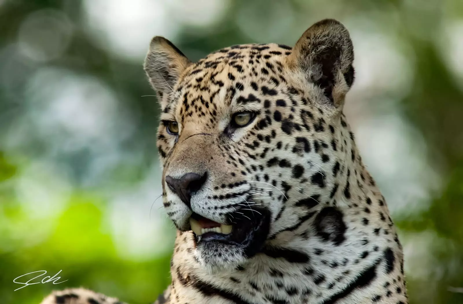 Jaguar in Pantanal