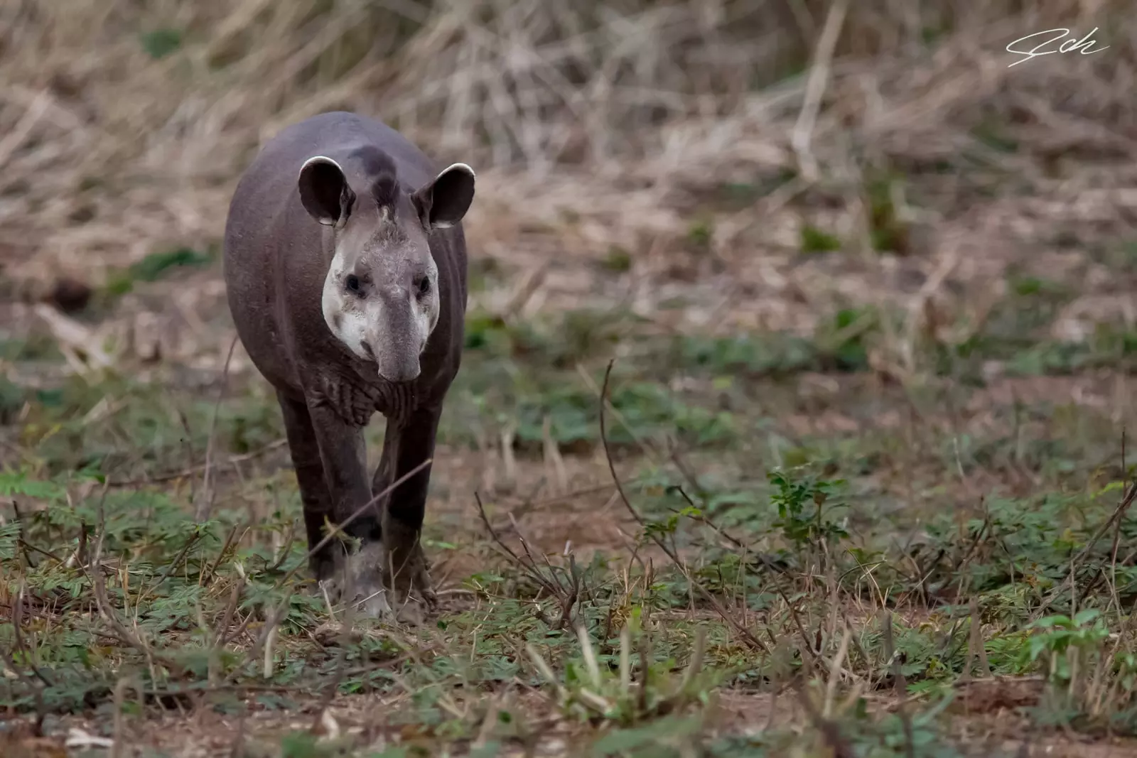 Tapir