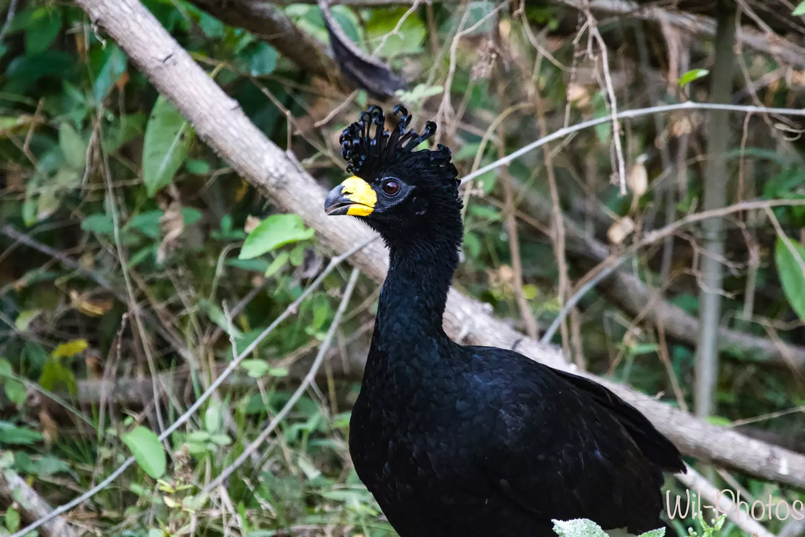 Bare-faced curassow