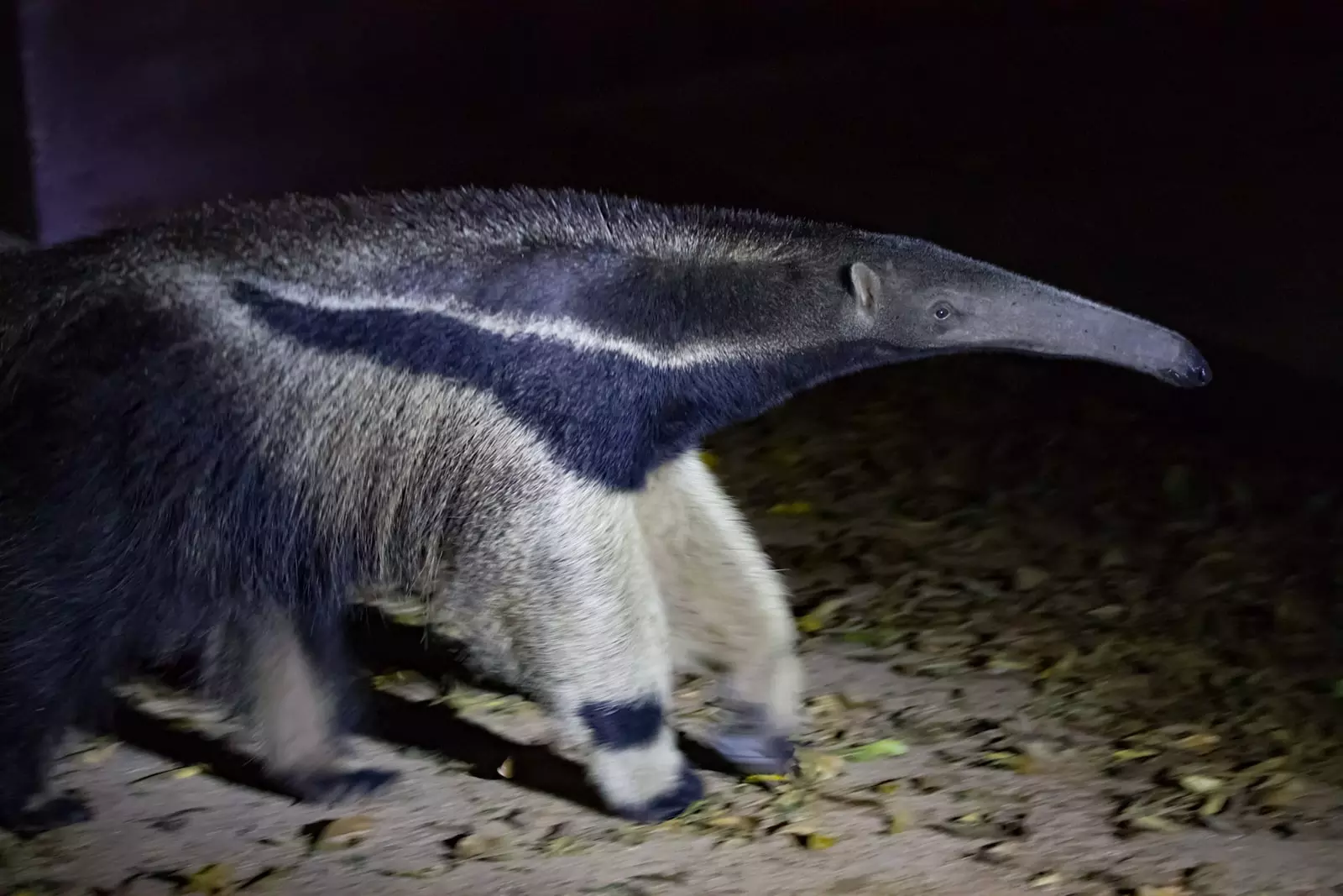 Giant Anteater