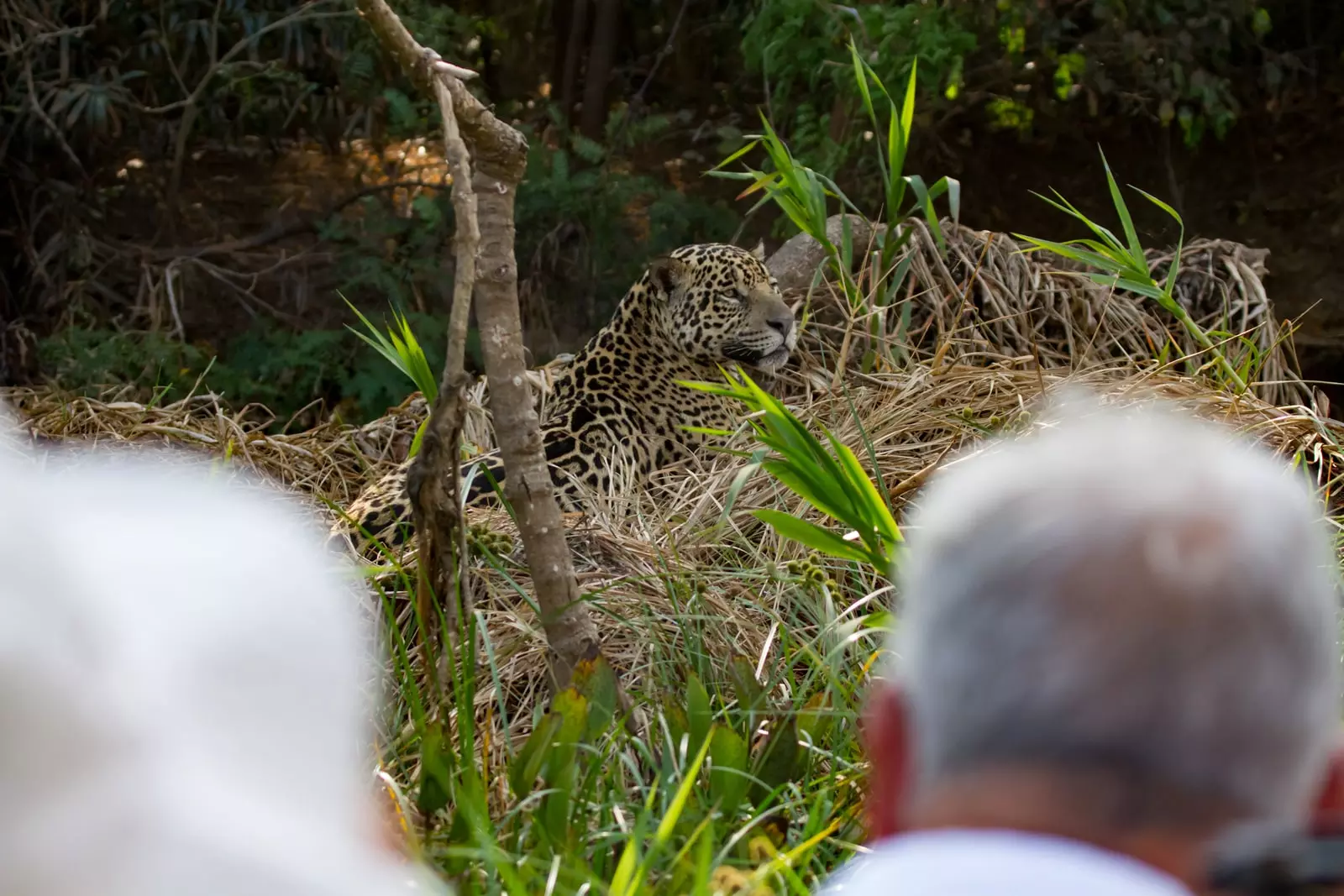 Jaguar Safaris