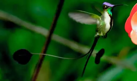 Marvelous spatuletail 