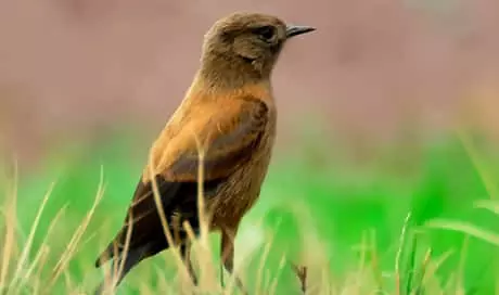 Andean Megrito