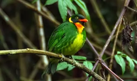 Masked Fruiteater