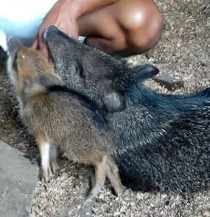 Colared Peccary