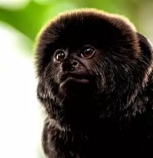 Goeldi's Monkey