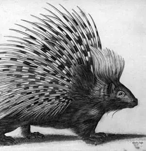 Hairy Porcupine