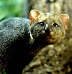 Jaguarundi