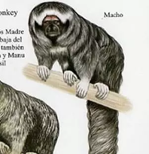 Monk saki monkey