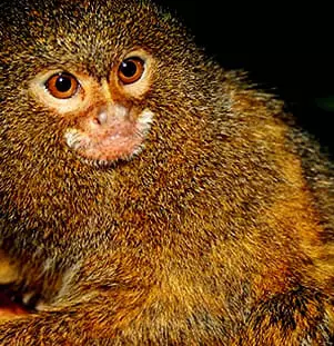 Pygmy Marmoset