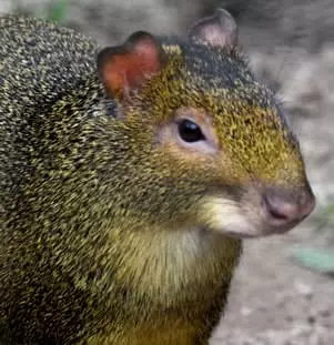 Brown Agouti